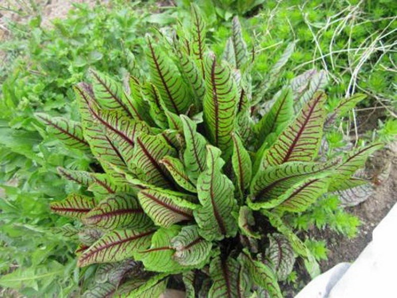 Seeds Sorrel Bloody Mery Perennial Vitamin Herb seeds from Ukraine