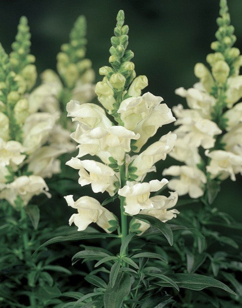 Seeds Snapdragons Antirrhinum majus maximum Snow Annual Flower Seeds from Ukraine