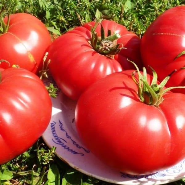 Seeds Tomato Monomakh hat Large Fragant Juicy Tasty Vegetable seeds from Ukraine