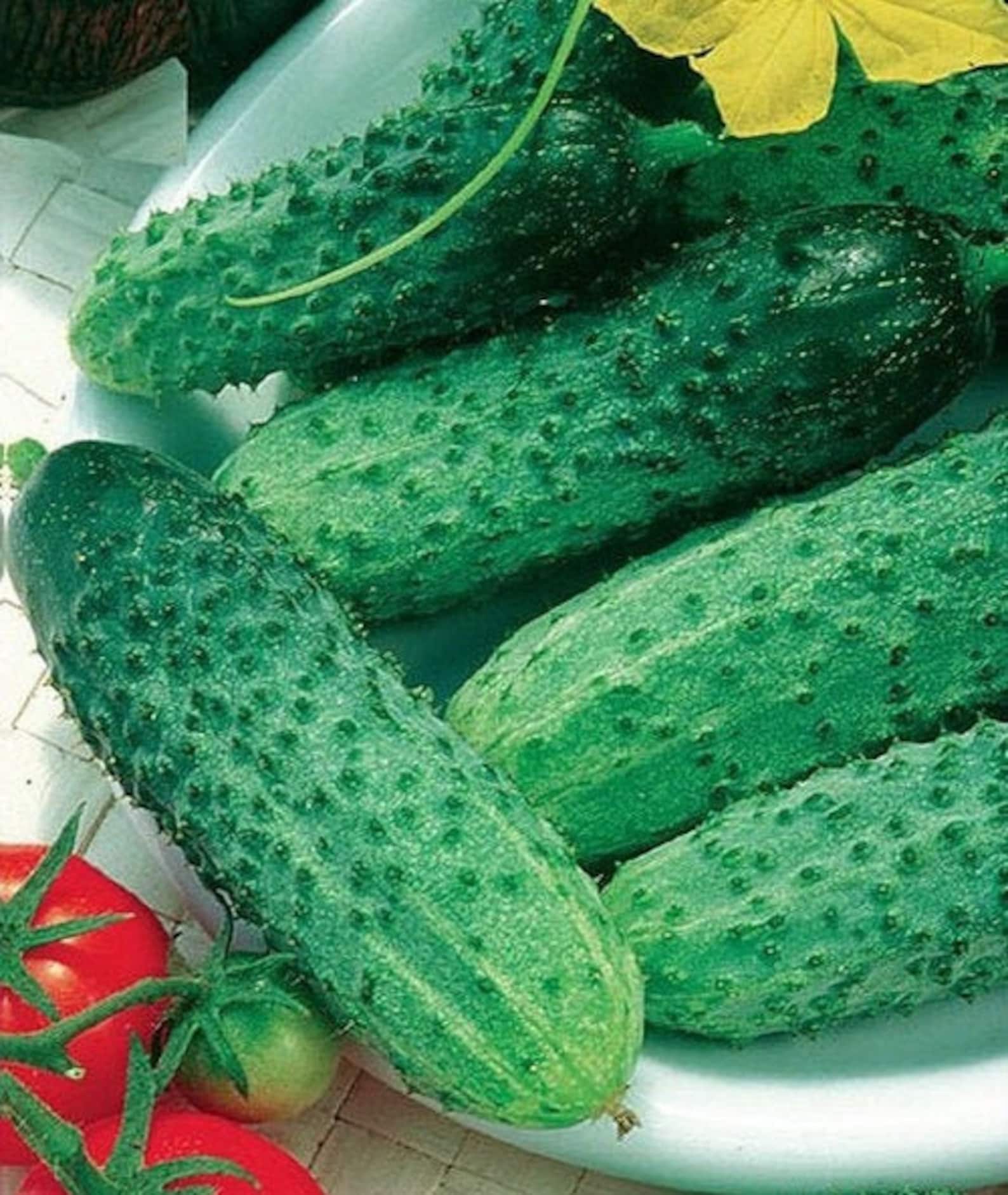 Любимый Внучок Огурец Купить Семена
