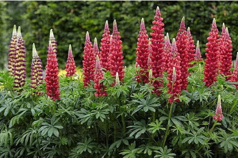 Seeds Lupine Rassela Red flame Perennial Original Beautiful | Etsy