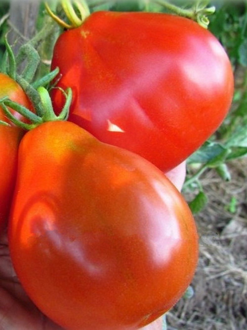 Seeds Tomato Truffle Red Early Original Tasty Vegetable Seeds Etsy