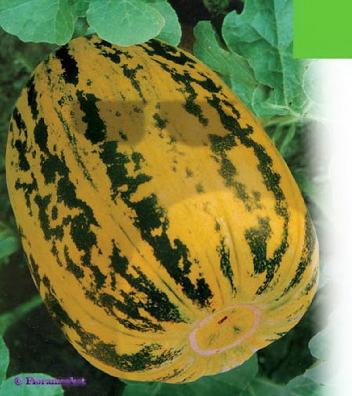 Seeds Melon Candy Original Chinese Collection Midripe Sweet Etsy