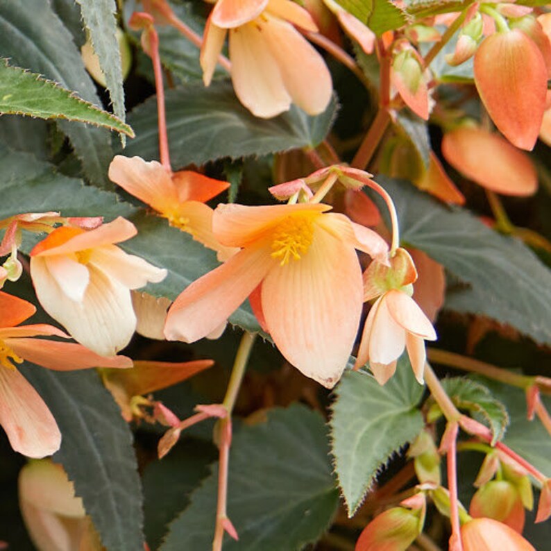 SET Begonia seeds Boliviensis Copacabana F1 3 in 1 Flower Seeds from Ukraine