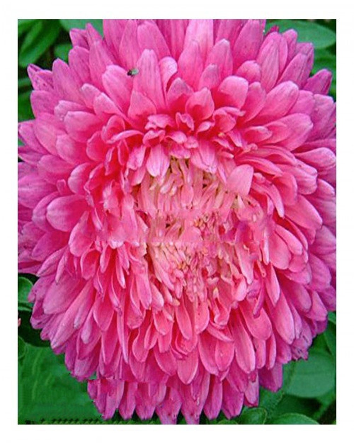 Seeds Aster Callistephus Chinensis Malinka Princess Pink | Etsy