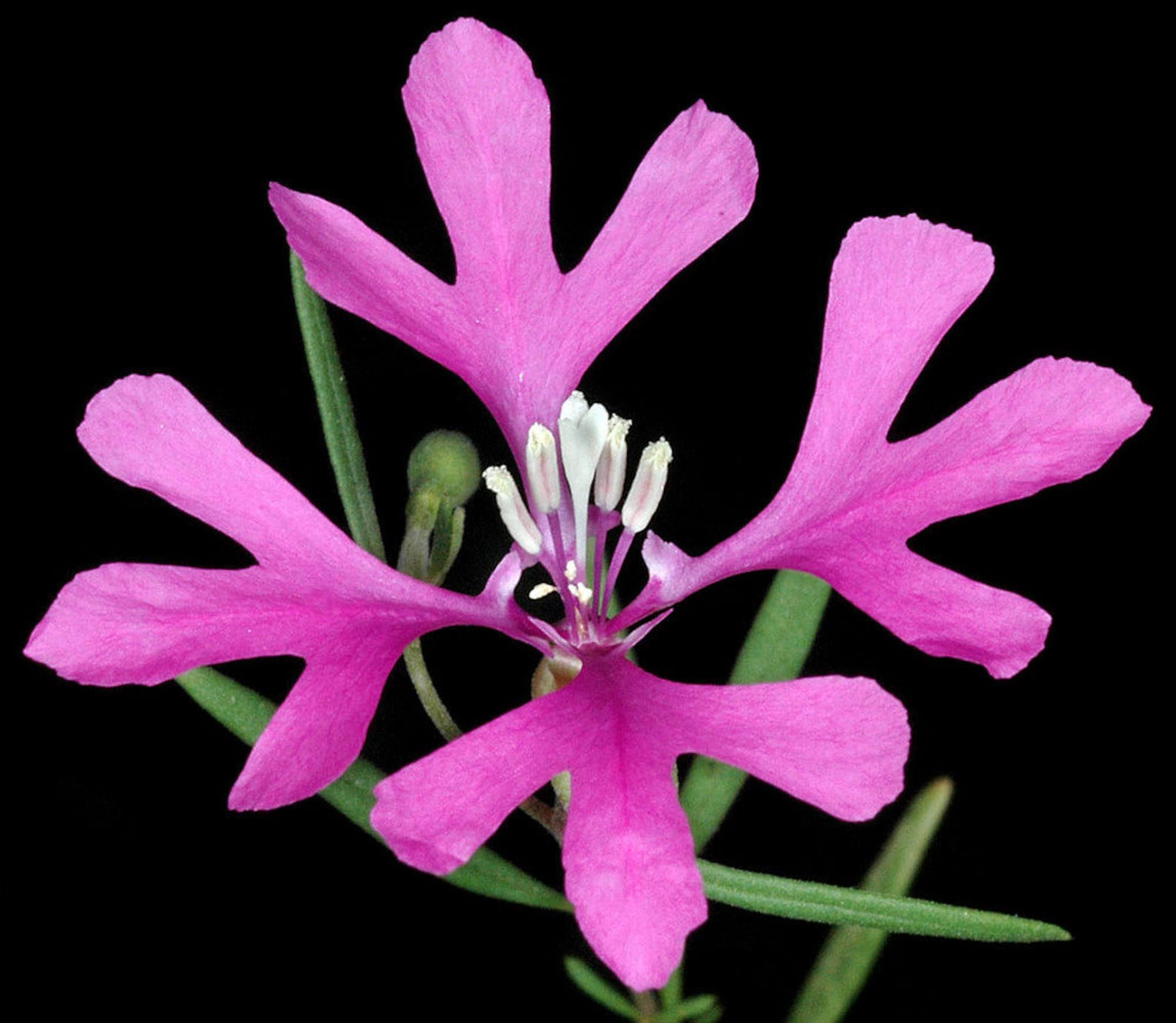 Кипрей узколистный. Epilobium parviflorum. Chamerion angustifolium. Epilobium turkestanicum. Кипрей цветок.