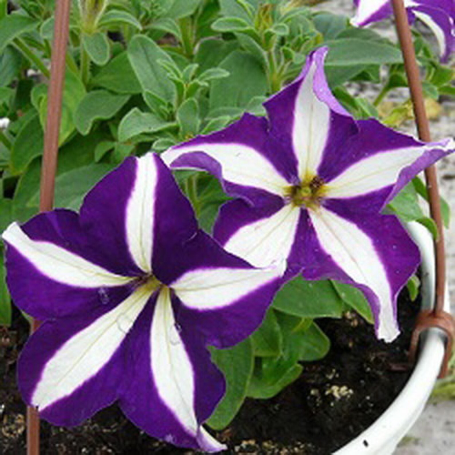 Seeds Petunia X Hybrida Blue Star F1 Bright Annual Flower Etsy