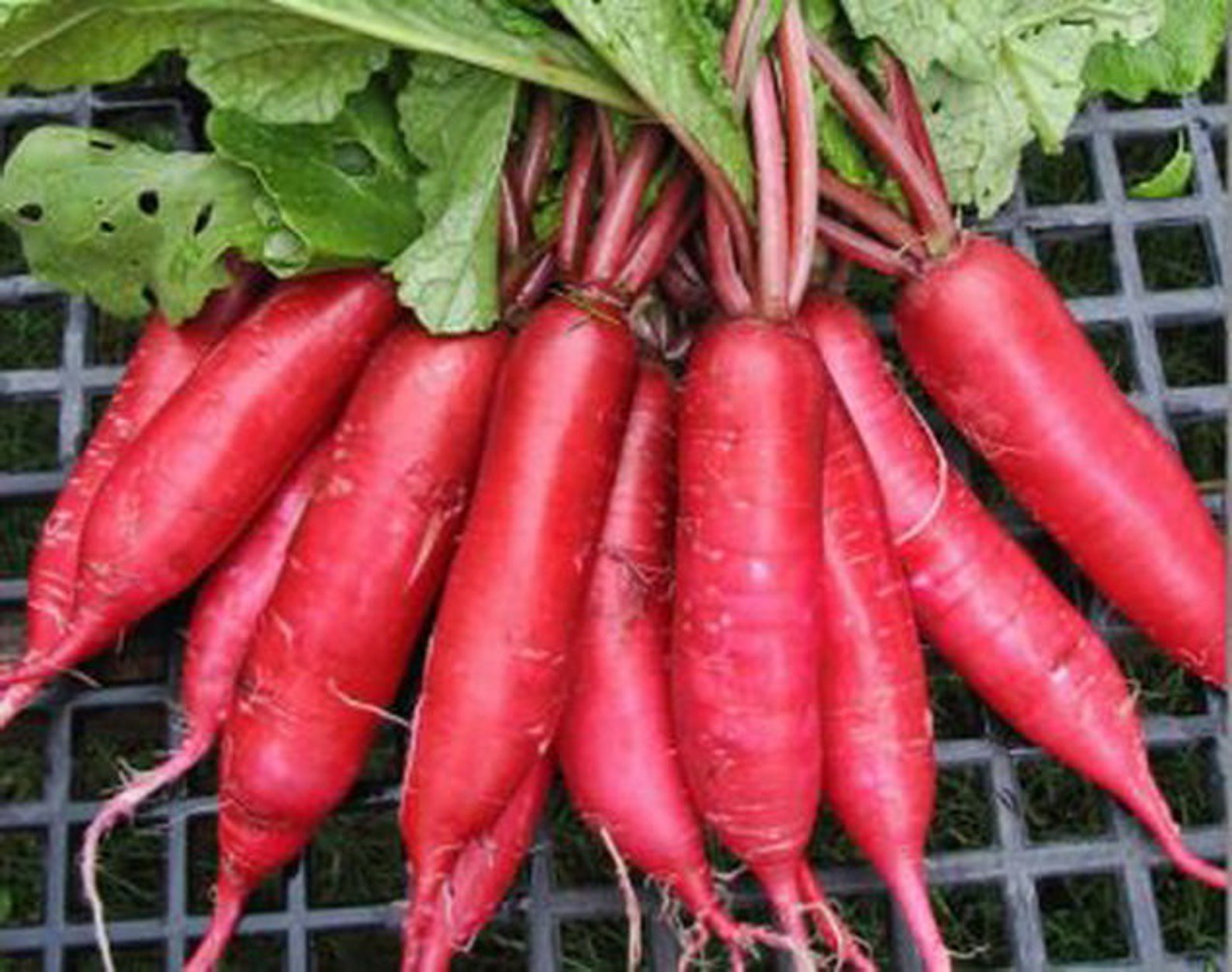 Seeds Radish Red Giant Large Late Crispy Juicy Vegetables Etsy