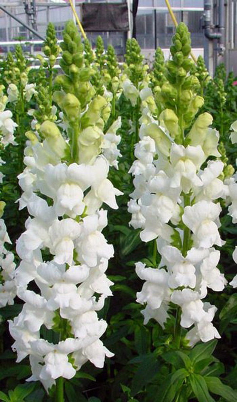 Seeds Snapdragons Antirrhinum majus maximum Snow Annual Flower Seeds from Ukraine