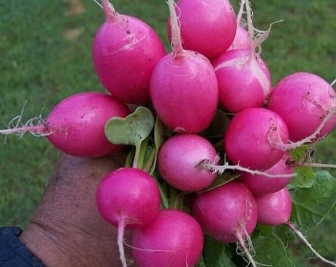 Если это был редис или розовый куст. Семена аэлита редис с белым кончиком. Если это был редис или розовый куст. Редис розово-красный с белым кончиком. Редис розовый.