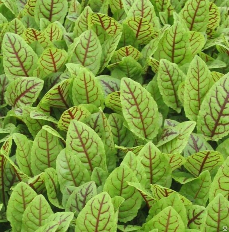 Seeds Sorrel Bloody Mery Perennial Vitamin Herb seeds from Ukraine