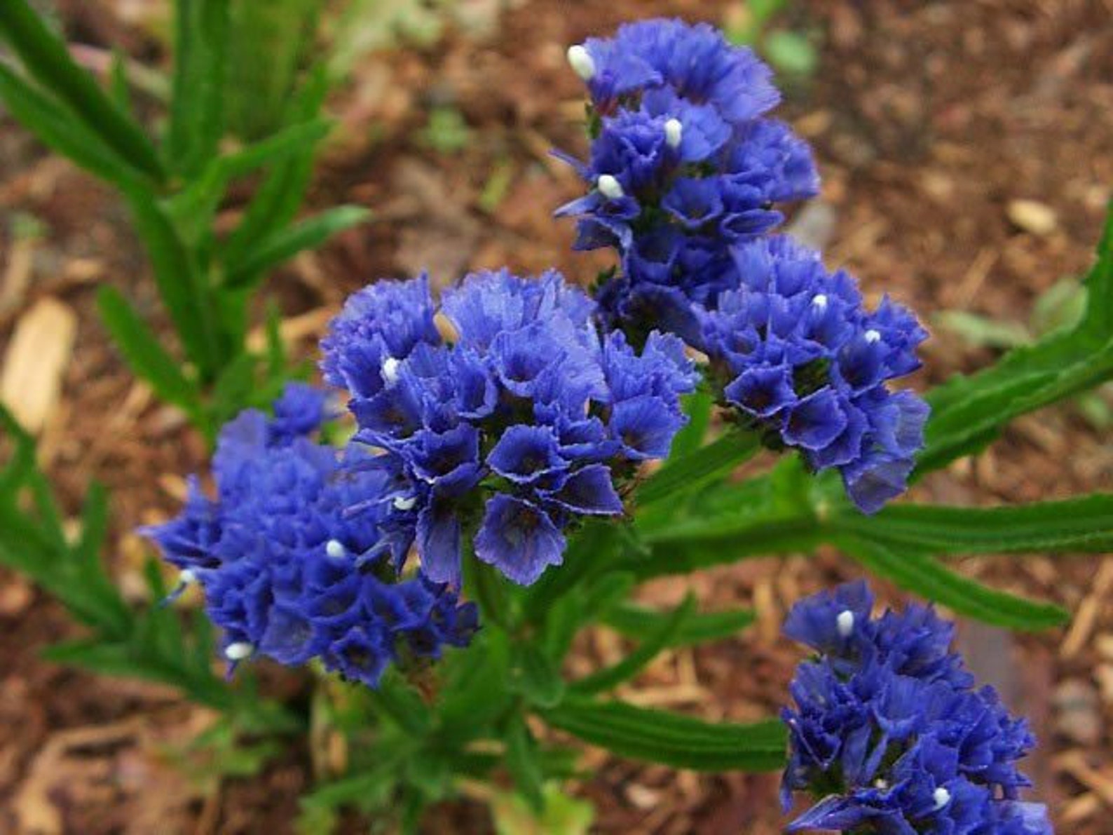 Seeds Statica Limonium Sinuatum Symphony Blue Annual Flower Etsy UK