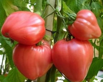 Seeds Tomato Velmozha Large Pink Sweet Original Tasty Vegetable seeds from Ukraine