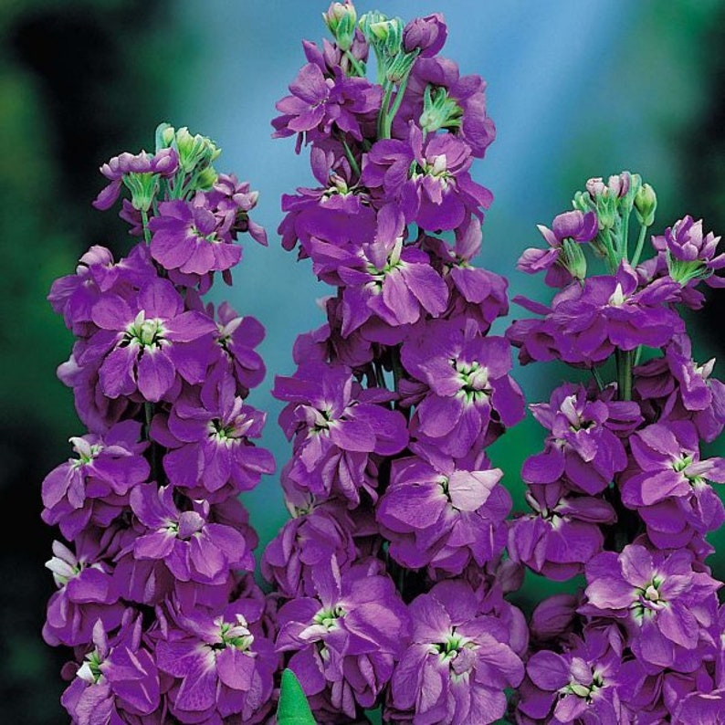 Seeds Matthiola Incana Levkoy Purple Annual Fragant Flower Etsy