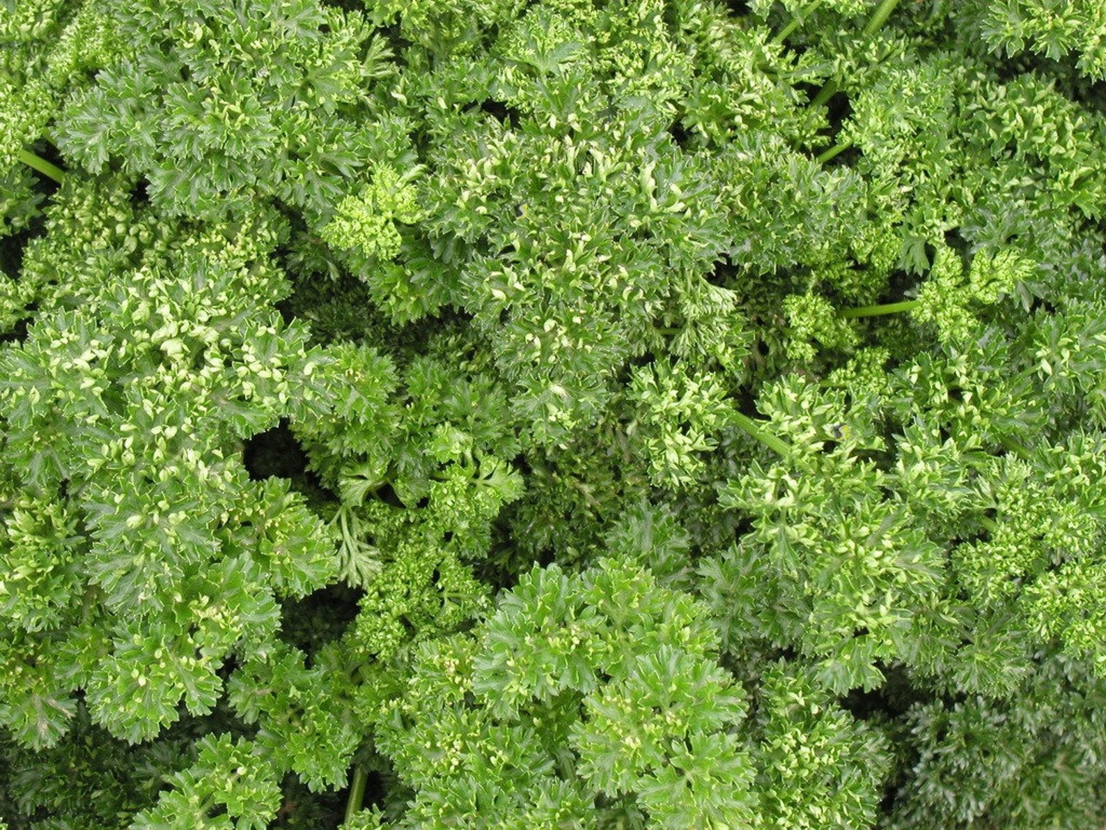 Seeds Parsley curly Paramount Early Fragant Tasty Original Etsy