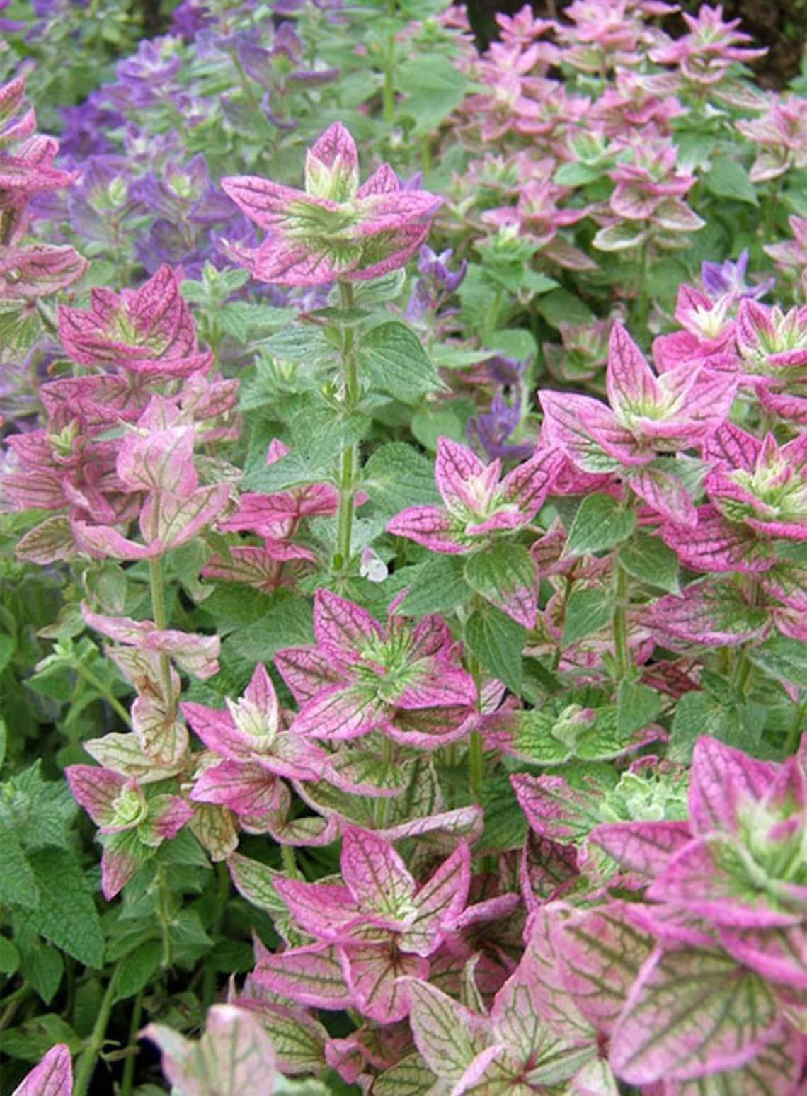 Seeds Salvia Clarissa Pink Charming Flower Seeds From Ukraine Etsy UK