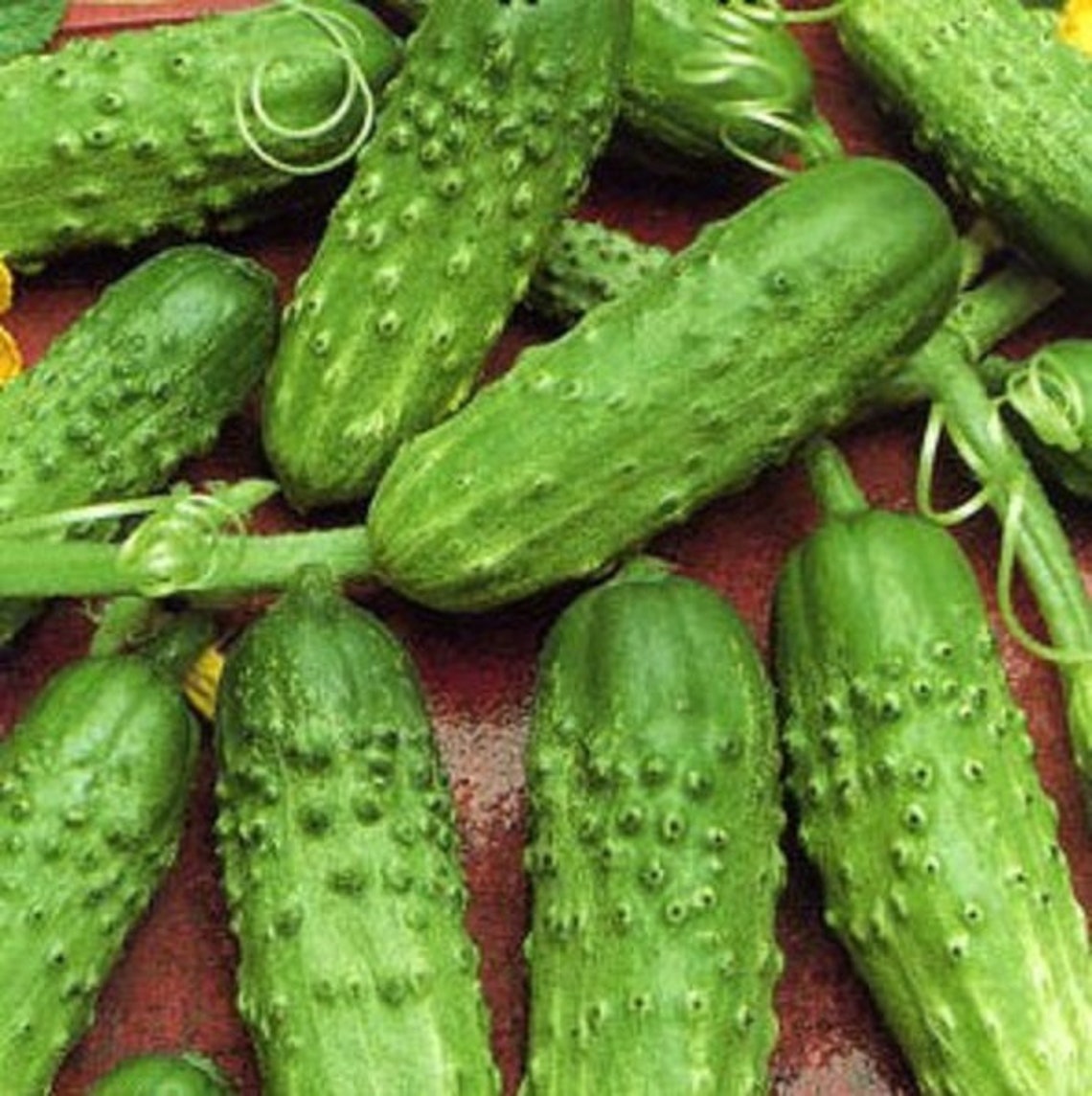 Cucumber Gherkin Paris Pickle Medium Early Seeds Vegetable | Etsy
