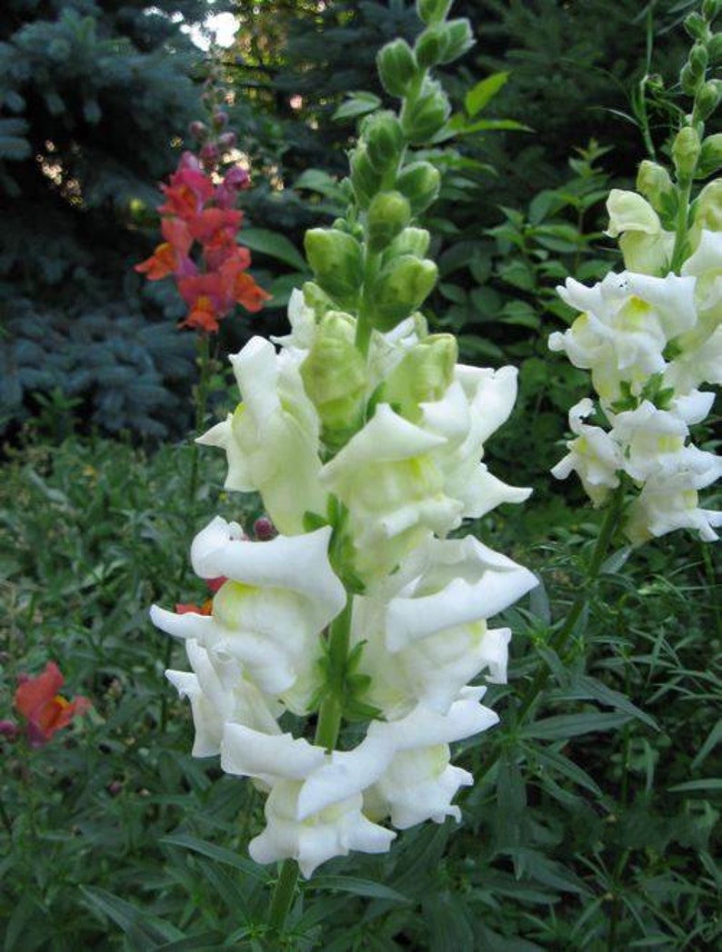 Seeds Snapdragons Antirrhinum majus maximum Snow Annual Flower Seeds from Ukraine