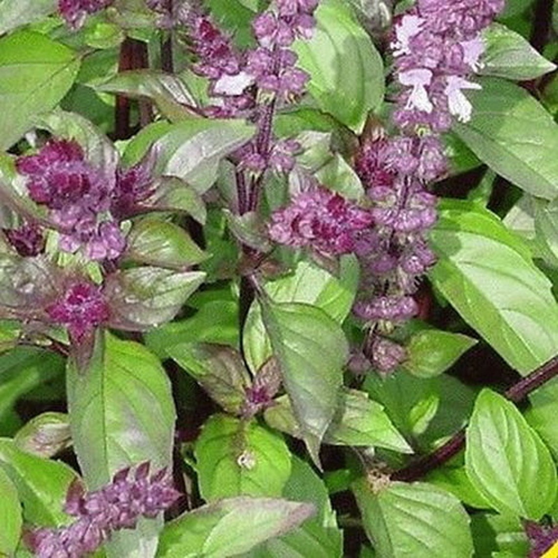 Seeds Basil mexican cinnamon sweet large leaved Herb Seeds Etsy