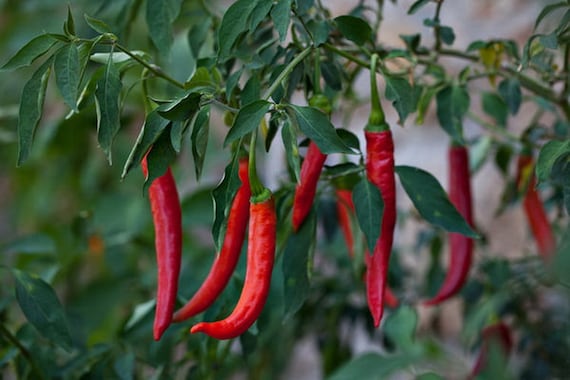 Chilli seeds 50 SEEDS RED HOT PEPPER VEGETABLE CYKLON Chilli seeds 50 SEEDS RED HOT PEPPER VEGETABLE CYKLON