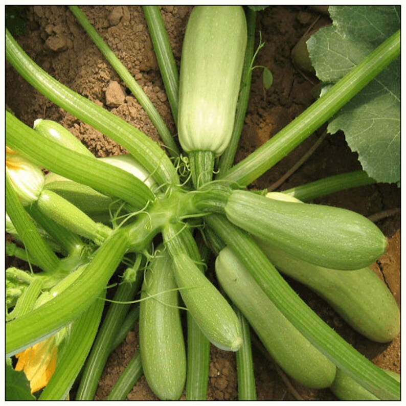 Squash Zucchini seeds Bush Heirloom Vegetable from Ukraine Etsy