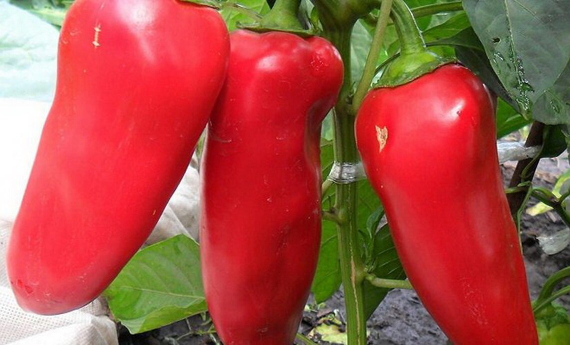 Seeds Sweet Pepper Shepherd early Juicy Sweet Vegetables Seeds Etsy