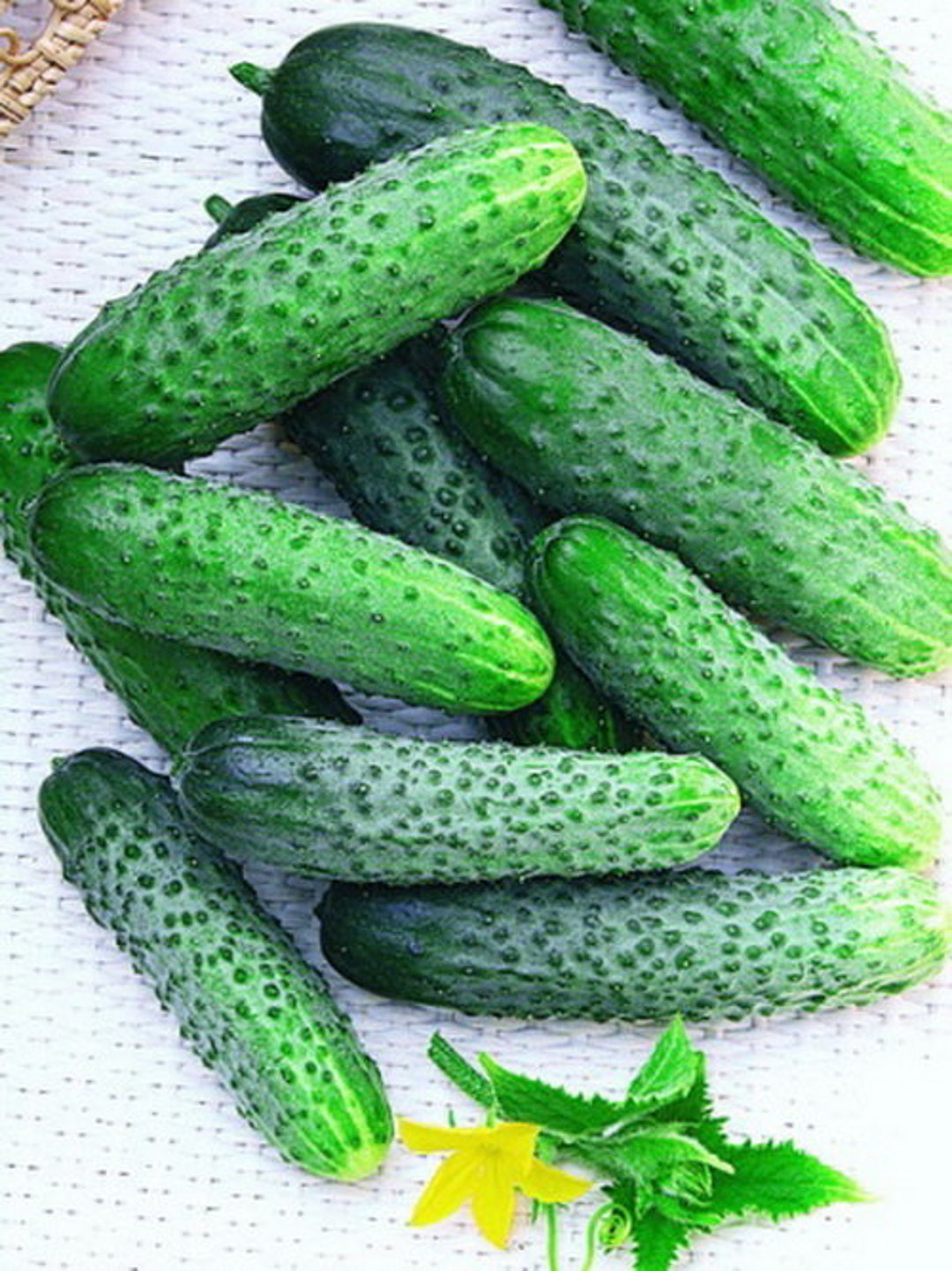 Seeds Cucumber Bush Cornichon for canning Vegatables Seeds Etsy 日本