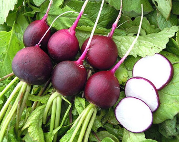 Лучшие сорта редьки. Лучшие сорта редьки. Редис осенний гигант. Лучшие сорта редьки. Редис малага.