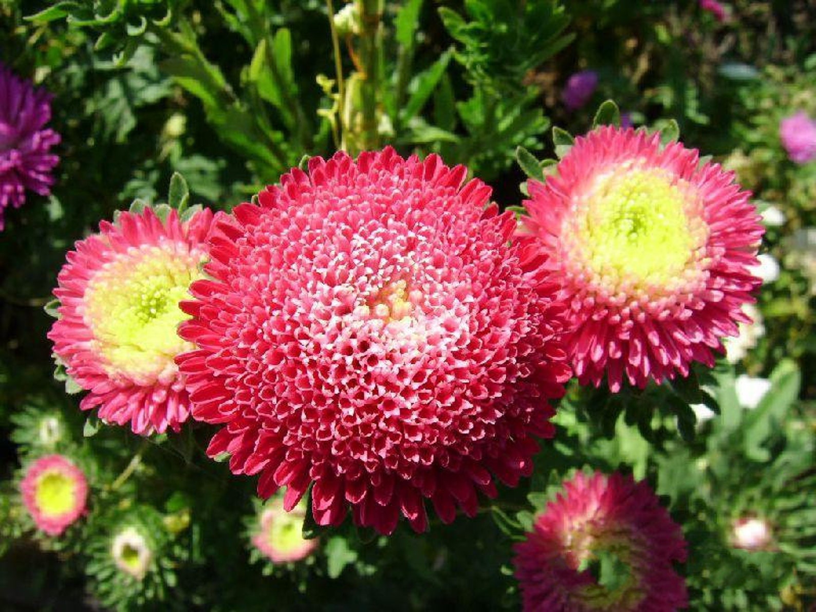 Seeds Aster Callistephus Chinensis Serenade Red Original - Etsy UK