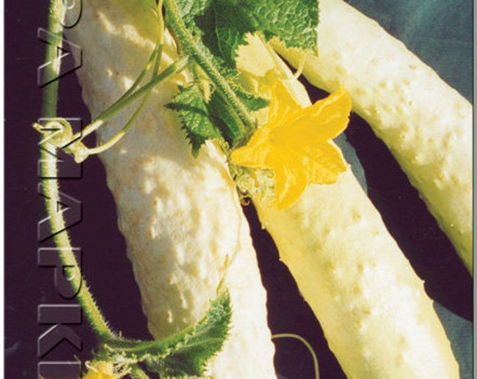 Огурец белый ангел f1. Огурец белый дракон ф1. Гавриш огурец белый ангел f1. Огурцы белого цвета. Белый деликатес.