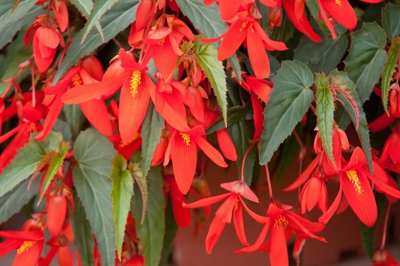 SET Begonia seeds Boliviensis Copacabana F1 3 in 1 Flower Seeds from Ukraine
