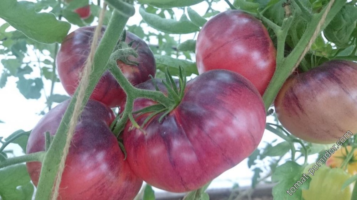 Seeds Tomato Amethyst Jewel Mid-ripe Vegatables Seeds from | Etsy