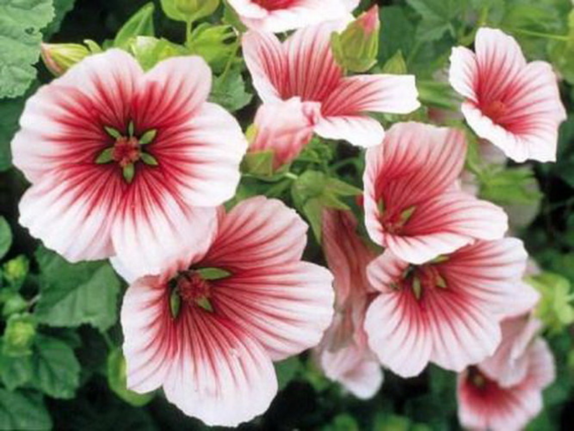 Seeds Malopa Malope trifida annual Mix Flower Seeds from Etsy