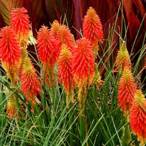 Seeds Kniphofia uvaria Tritoma Perennial Plant Seeds from Ukraine image 1