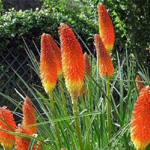 Seeds Kniphofia uvaria Tritoma Perennial Plant Seeds from Ukraine image 3