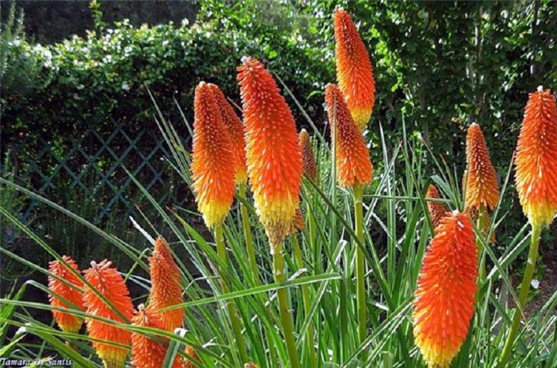 Seeds Kniphofia uvaria Tritoma Perennial Plant Seeds from Ukraine image 3