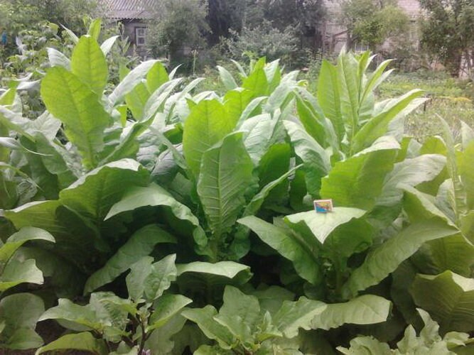 Nicotiana seeds 2000+ per packet collected Summer 2020 Details about   Habano 2000 Tobacco 