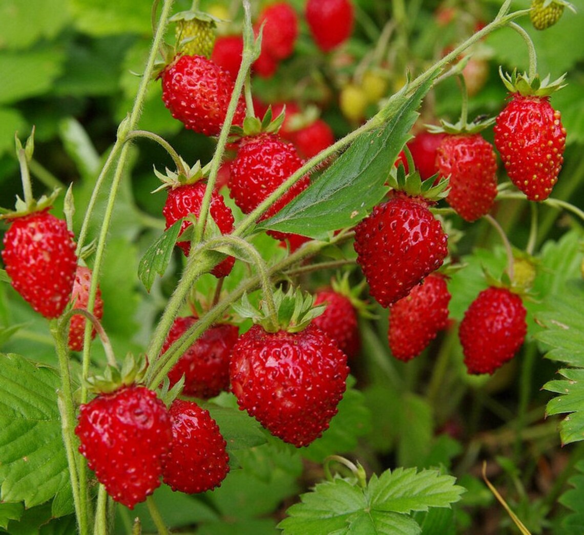 Strawberry Seeds Regina Organic Heirloom From Ukraine Etsy