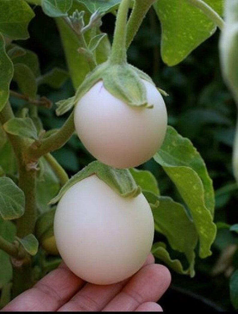 Samen Aubergine weiß Ei Zimmer Tasty Compact Original Gemüse Samen aus