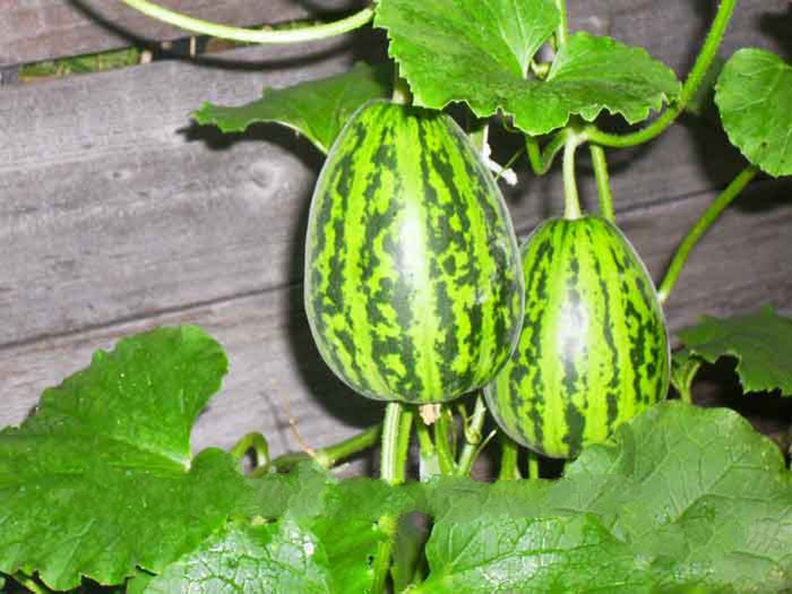 Seeds Melon Candy Original Chinese Collection Midripe Sweet Etsy