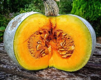 5 graines Légumes-Courge d/'hiver-Crown Prince