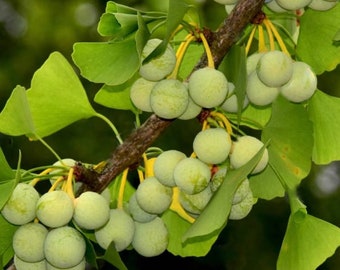 Bitternut Hickory Tree Seeds 3 Fresh Organic Hickory Tree Seeds Carya Cordiformis Herbs Plants Seeds Bulbs Manaimempreendimentos Com Br