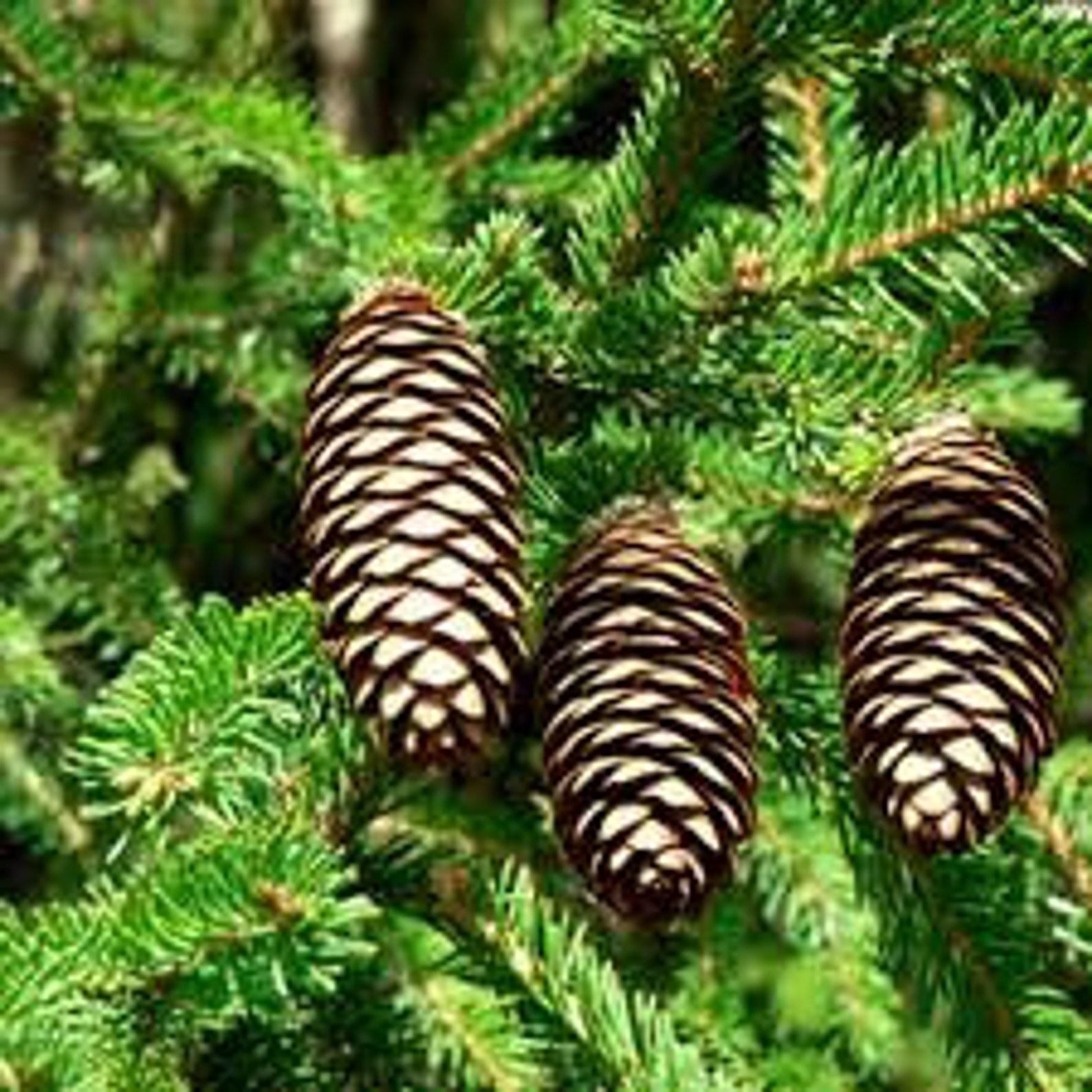 Siberian spruce 50 seeds. Picea obovata fresh seeds 2020 Etsy