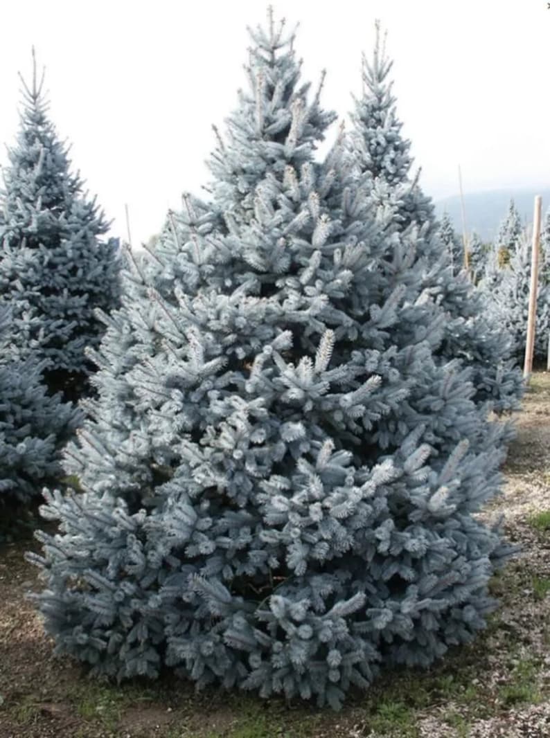 Голубая ель купить. Ель колючая Koster. Picea pungens (ель колючая) 'Koster'. Ель колючая костер Koster. Ель колючая Хупси.