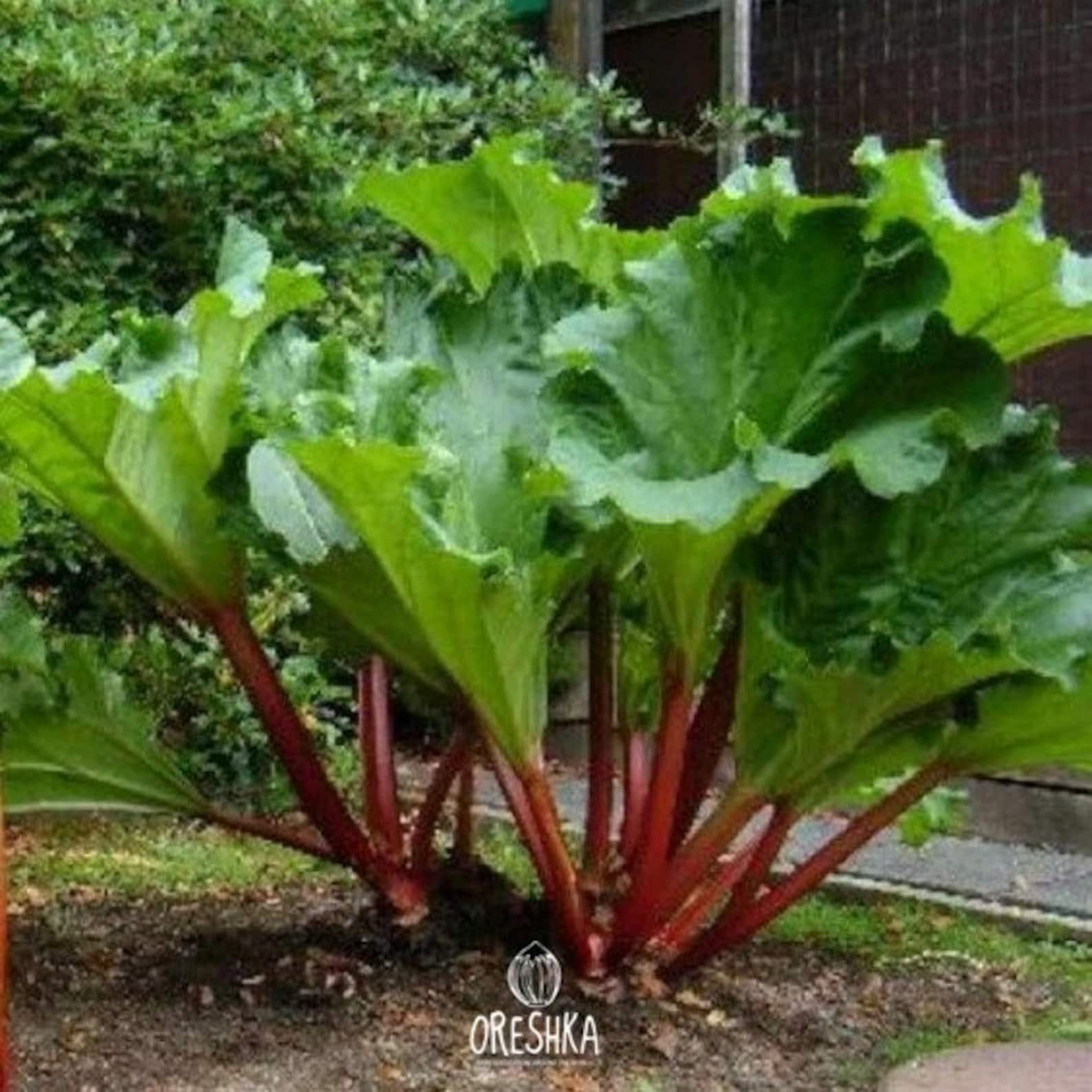 Ревень сорта. Ревень рабарбар. Ревень крупночерешковый. Кымыздык ревень. Ревень красный семена.