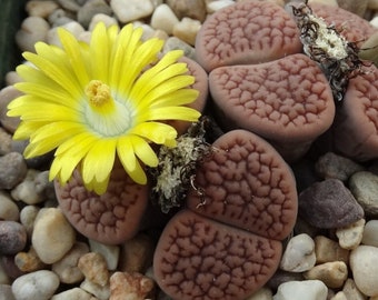 RARE LITHOPS VERRUCULOSA ROSE OF TEXAS @@ exotic living stone rock seed 30 SEEDS