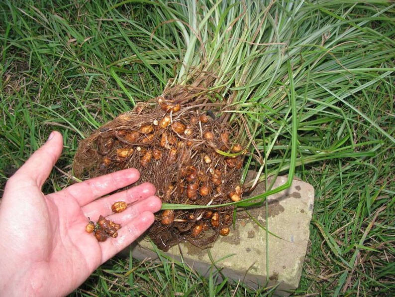 Tigernut 10 Seeds Cyperus Esculentus Nuts For Grow Etsy