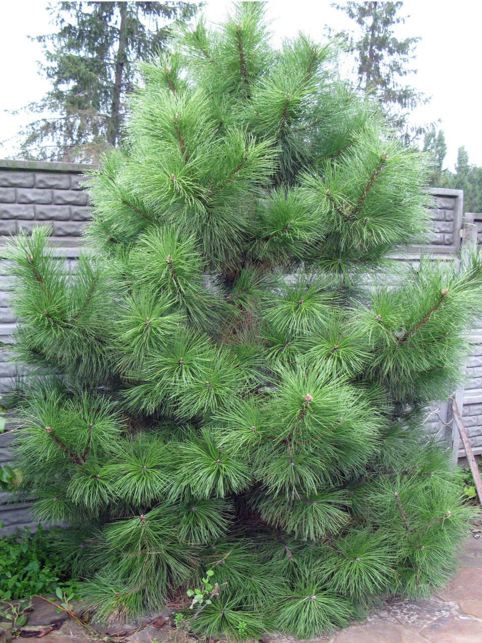 Сколько стоит хвойный. Pinus nigra. Сосна Палласа сосна Крымская. Pinus nigra Крымская сосна.