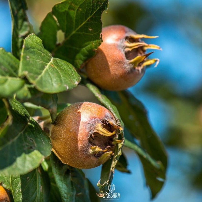 Common Medlar Seeds Real Medlar Seeds,Mespilus Germanica Forgotten Fruit Common Medlar Seeds Real Medlar Seeds,Mespilus Germanica Forgotten Fruit
