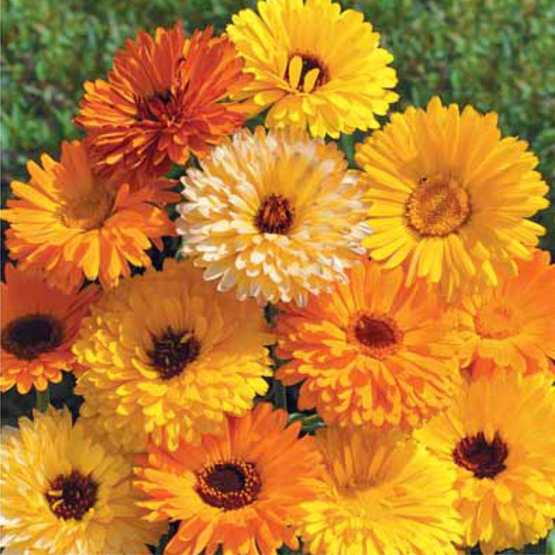 Calendula var.Pacific 20 Seeds Calendula officinalis / Etsy